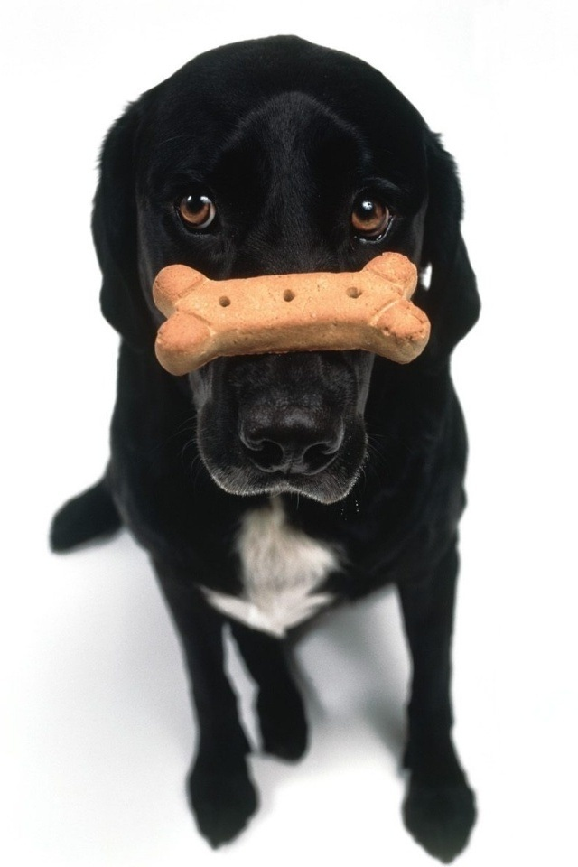 Les humains peuvent-ils manger des biscuits pour chiens1